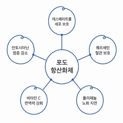 포도 효능