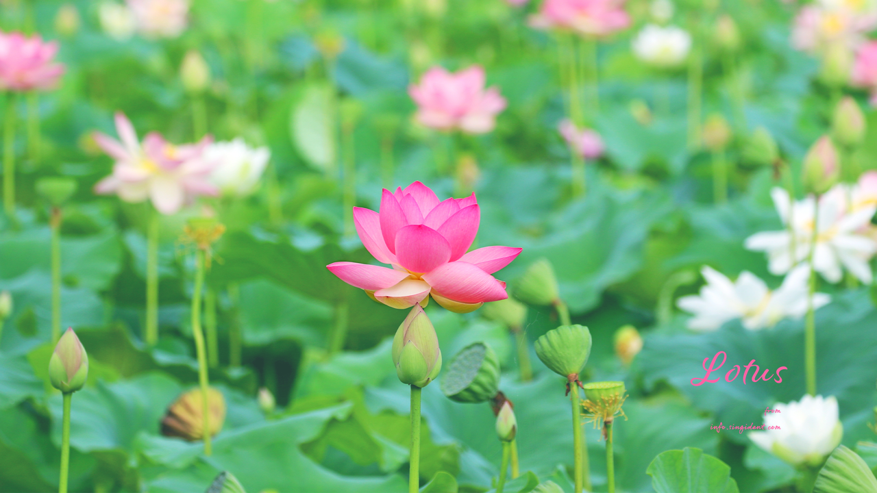 09 연꽃밭 C - Lotus 연꽃배경화면