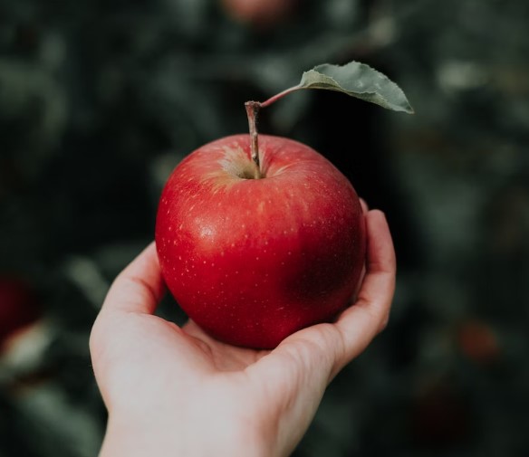아침에 먹는 사과가 좋은 이유