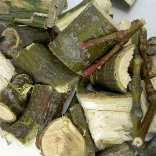 벌나무(산청목) 가지