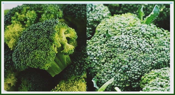 브로콜리 사진
