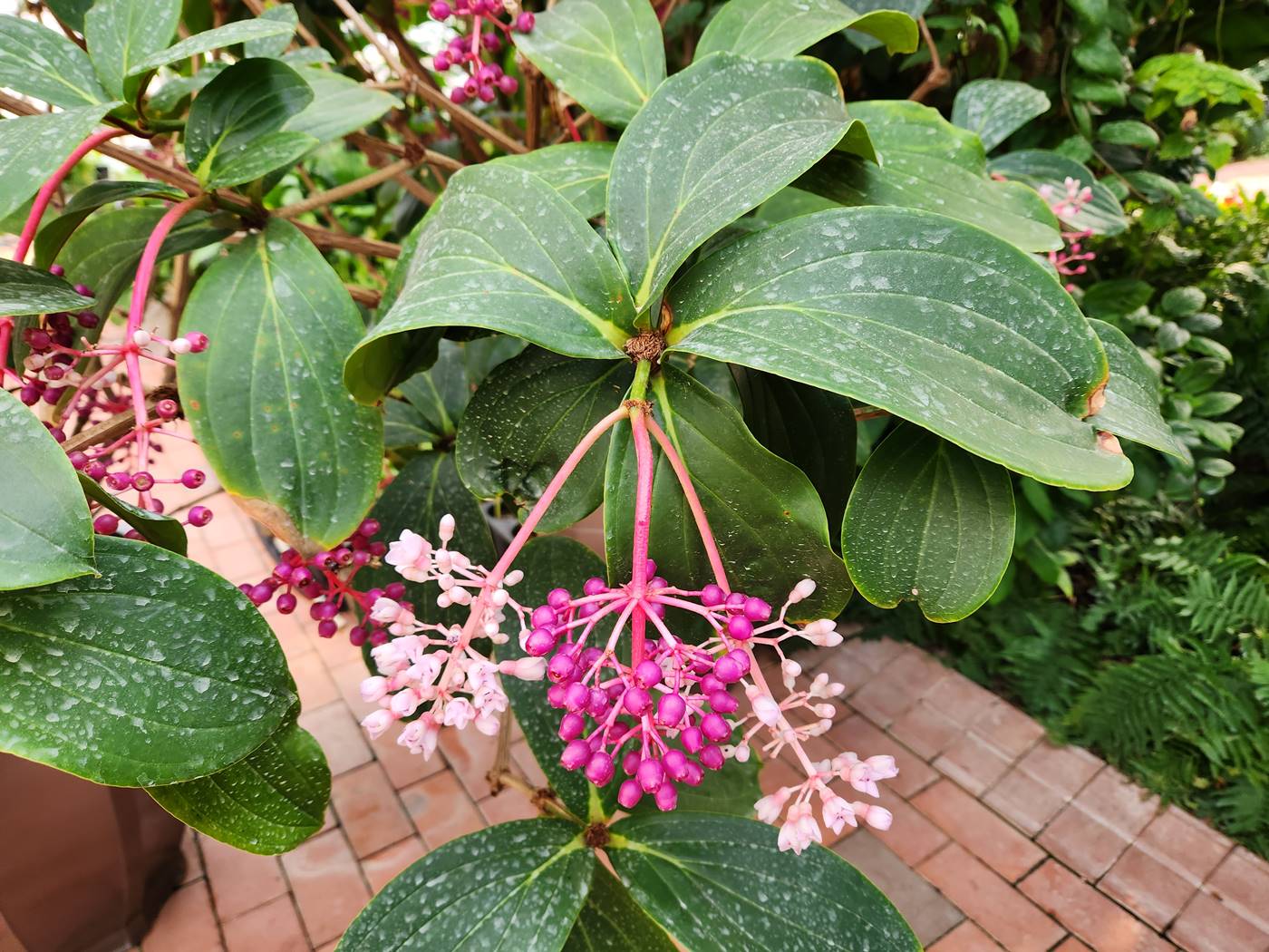 메디닐라 마그니피카