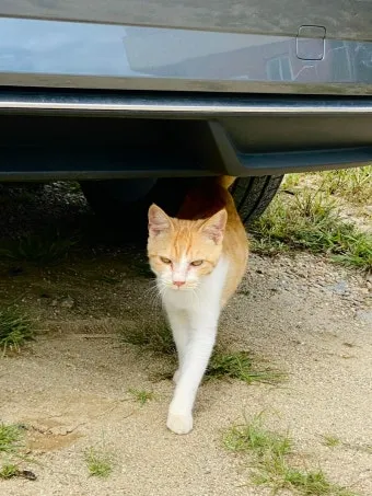 집고양이 vs 길고양이 평균 수명 차이 심층 분석_23