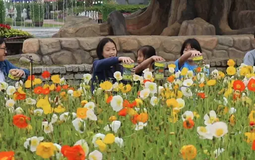 함평나비축제 주차장, 기간, 행사내용