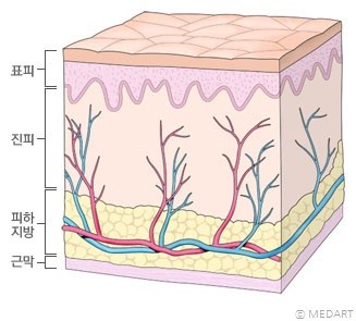 근막 
