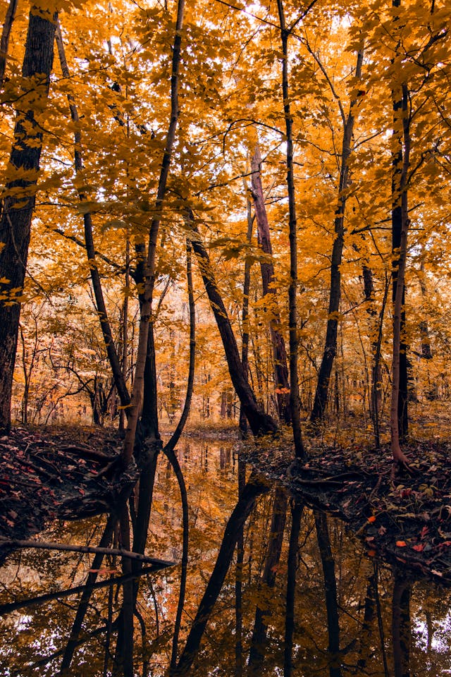전라도 단풍 명소 지도 안내