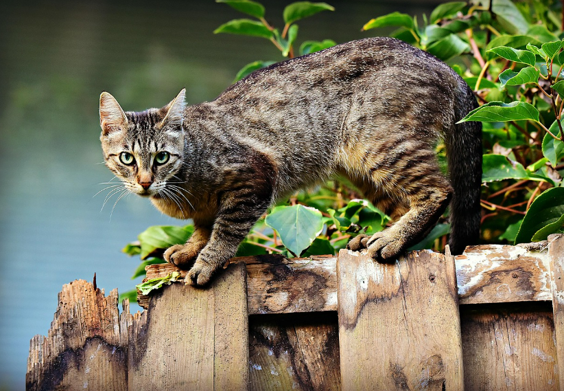 영화 고양이 케디 관련 사진