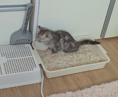 문턱이 낮은 직사각형 채반 형태의 화장실에서 두부 모래를 사용 중인 회색 아기 고양이 별찌의 모습, 고양이 생활 환경을 떠올리게 하는 실내 사진