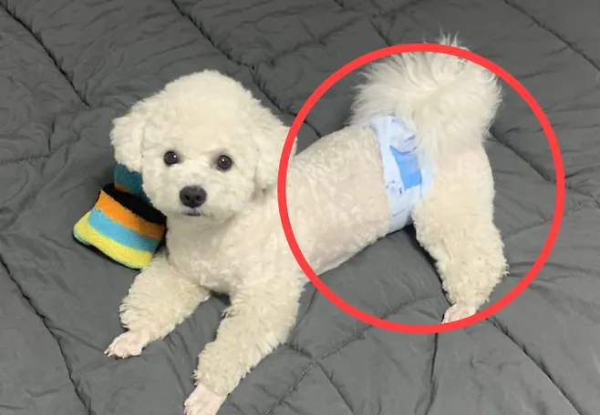 강아지 생리 기간 주의 사항_3