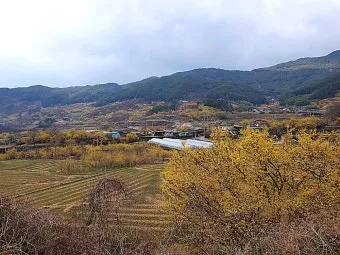 구례 가볼만한곳 베스트10 섬진강 벚꽃길 사성암 드라이브_18