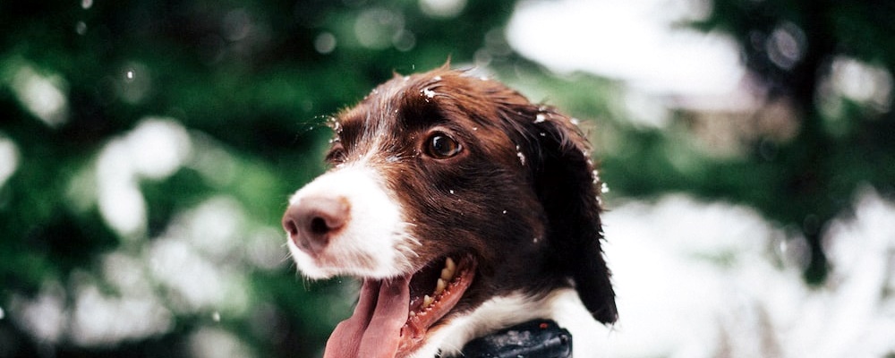 강아지 진정시키는 법 1