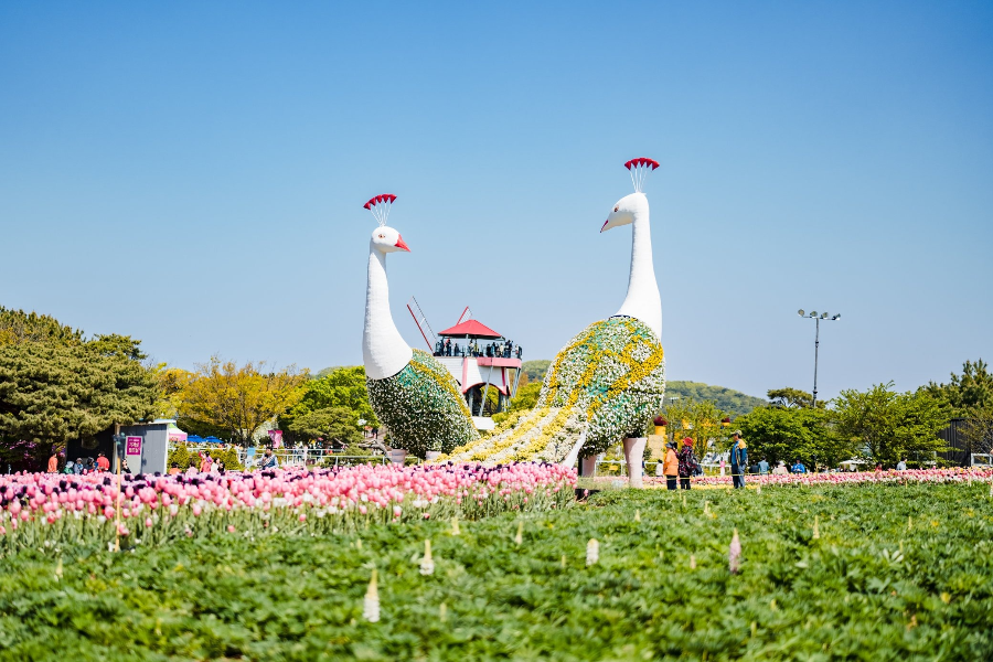 태안 가을 꽃박람회 체험 프로그램 &amp; 즐길 거리