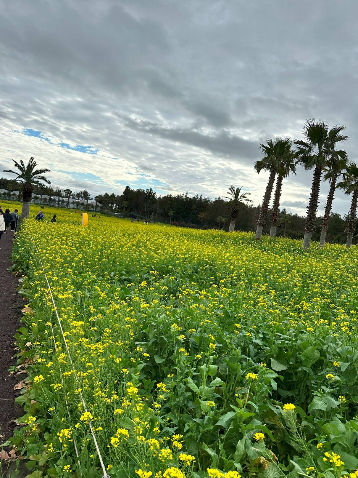 제주 휴애리 자연생활공원 사진4