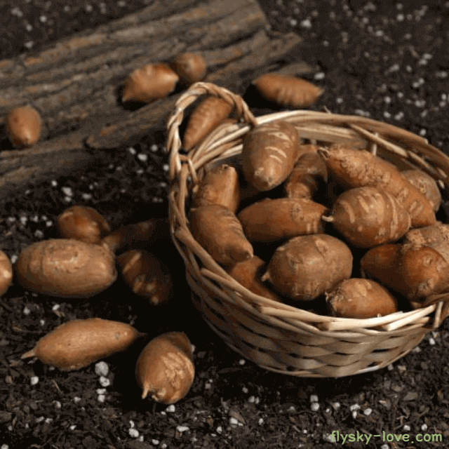 아피오스 고르는 법