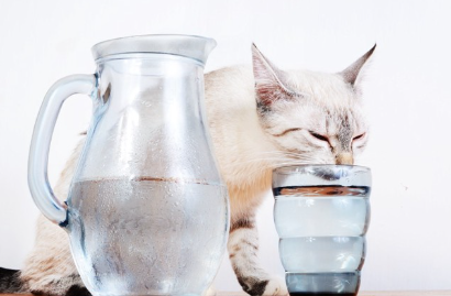 고양이와 물.