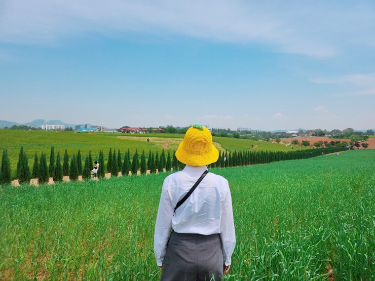 안성 팜랜드 호밀밭 축제