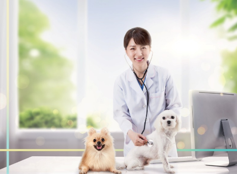 반려동물이미지