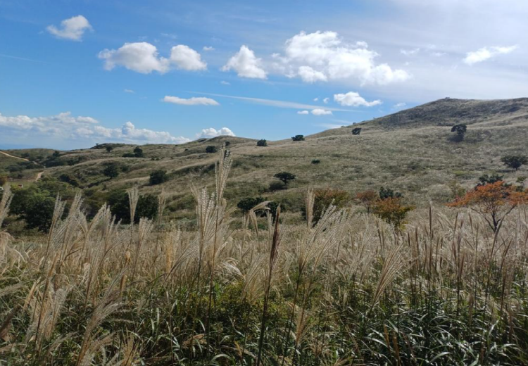 황매산 억새축제