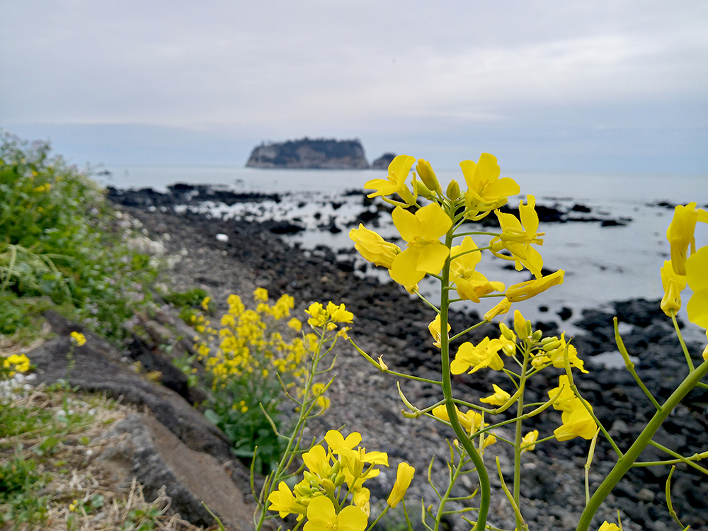 서귀포 바닷가 유채꽃(Rapeseed)