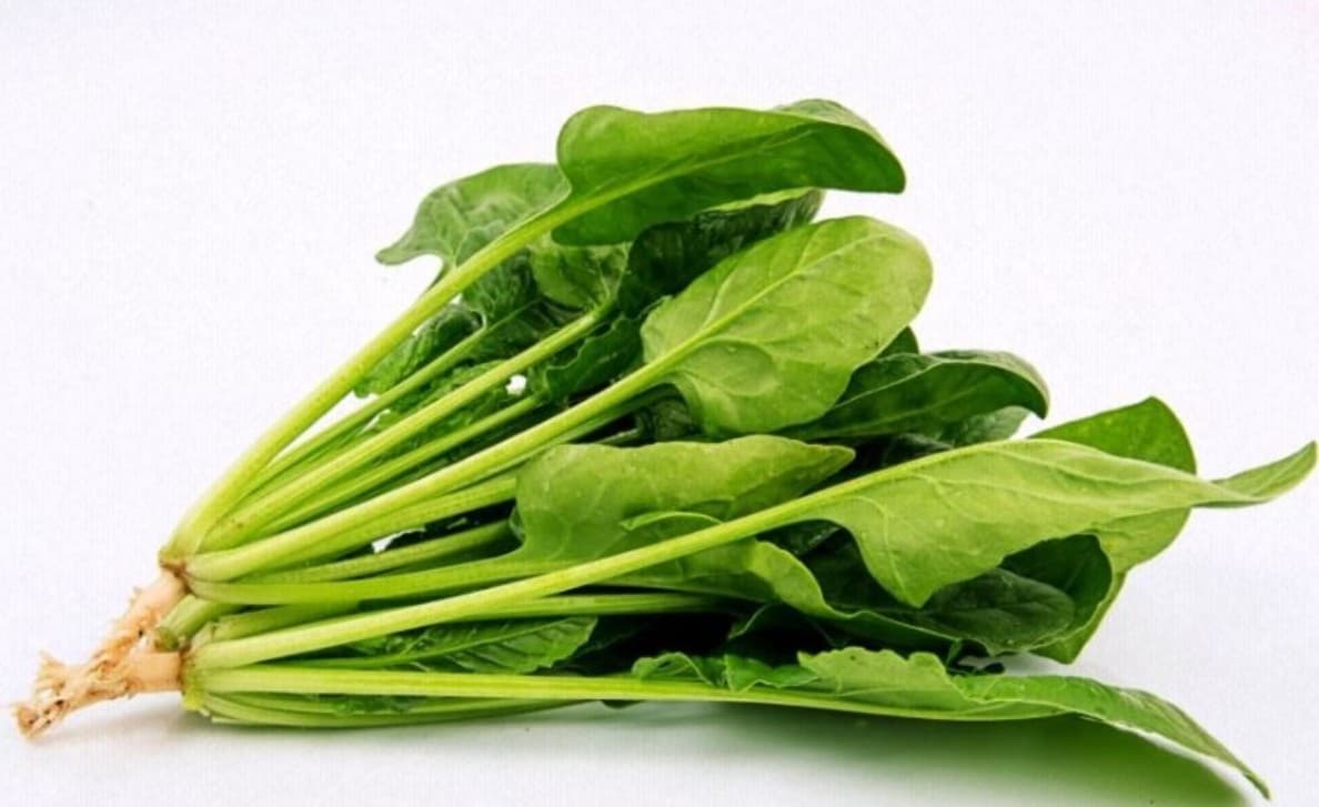 근대 vs 시금치: ‘헷갈리는 초록 잎채소’의 진짜 정체는?