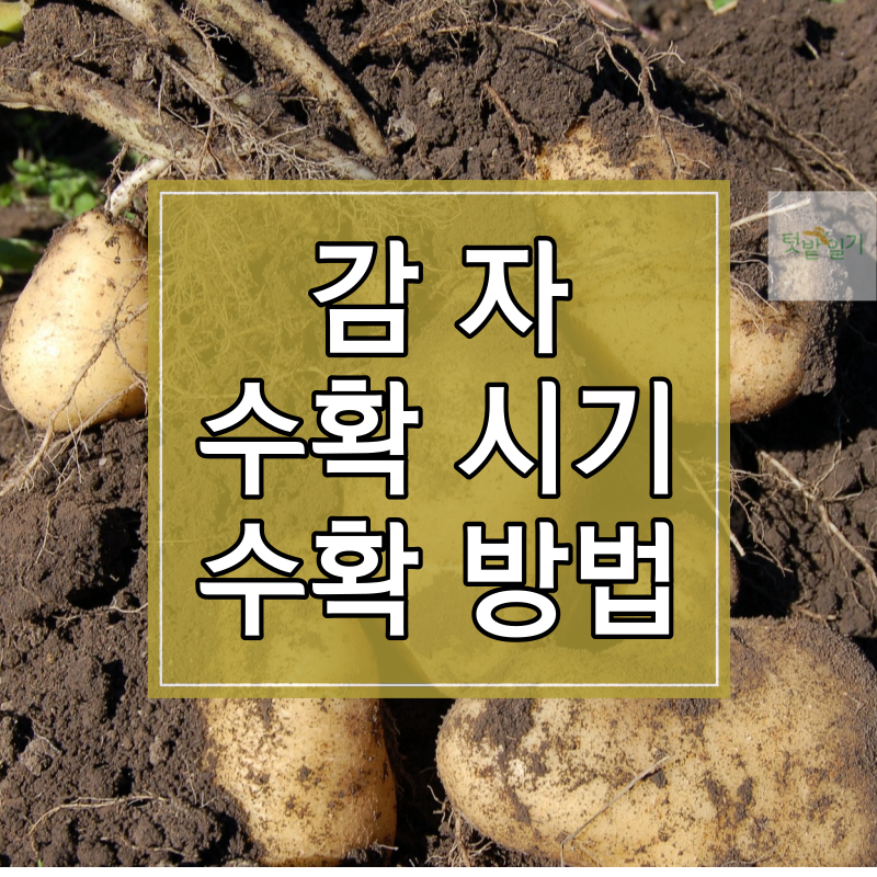 감자 수확시기 수확방법 저장방법 알아보기