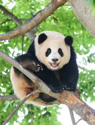 신한은행 푸바오 적금 챌린지