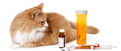 감기약과 고양이.