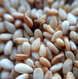 카무트 효소 효능 및 먹는법 총정리