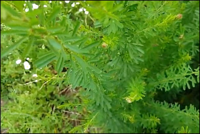 야관문 효능 야관문주 부작용 총정리