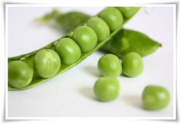 "10월 하순, 완두콩 심어보세요!" 겨울을 이겨낸 완두콩 건강한 영양소 듬뿍!