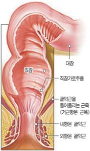 항문 괄약근