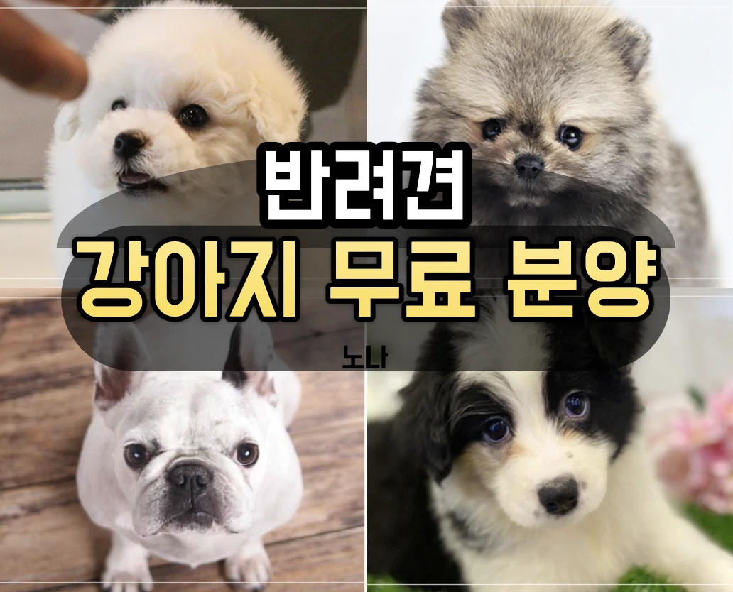 강아지 무료분양