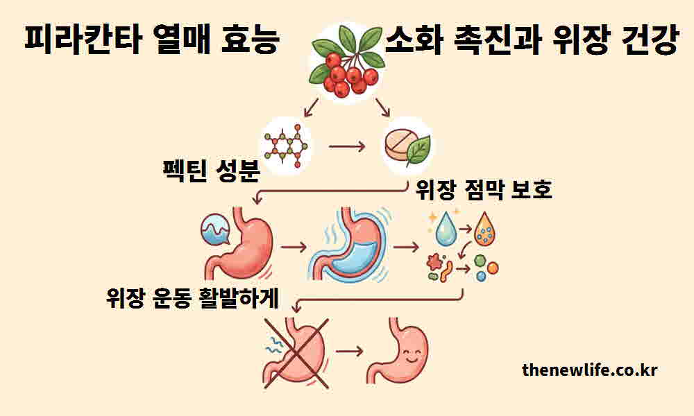 피라칸타 열매 효능 소화 촉진 위장 건강