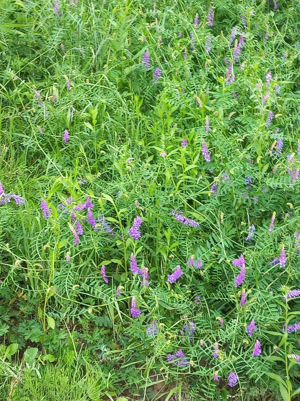 들판에 핀 이름모를 보라색 꽃