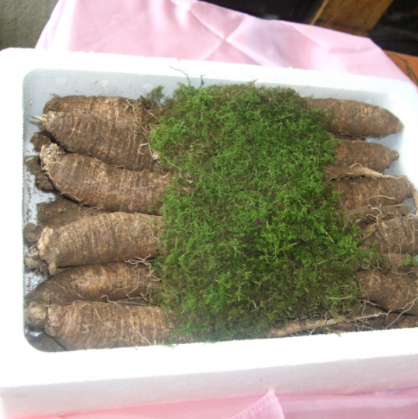  6시내고향 강원 횡성 &amp;#39;더덕&amp;#39; 주주리농장 택배 온라인 주문 방법 농장 연락처4