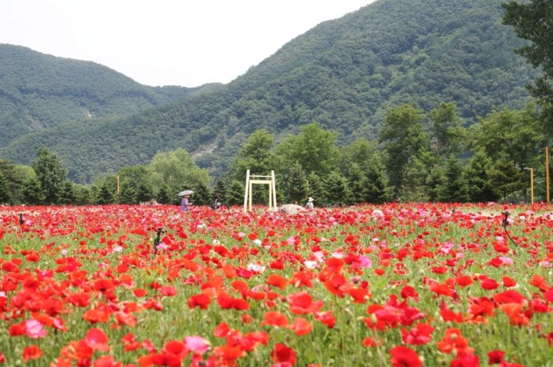 꽃 축제 꽃들 이미지