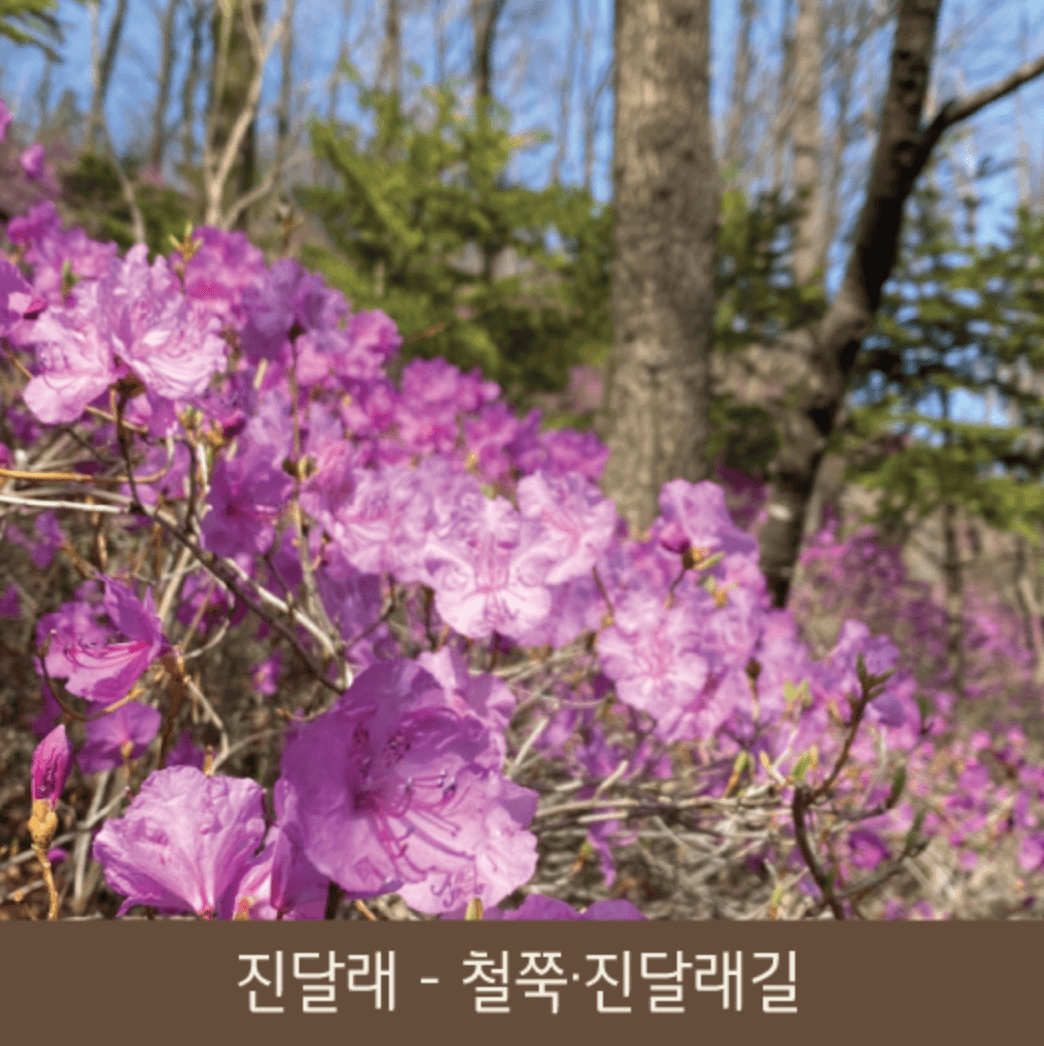 화담숲 화담채 모노레일 사전 예약, 할인받고 예매 하기