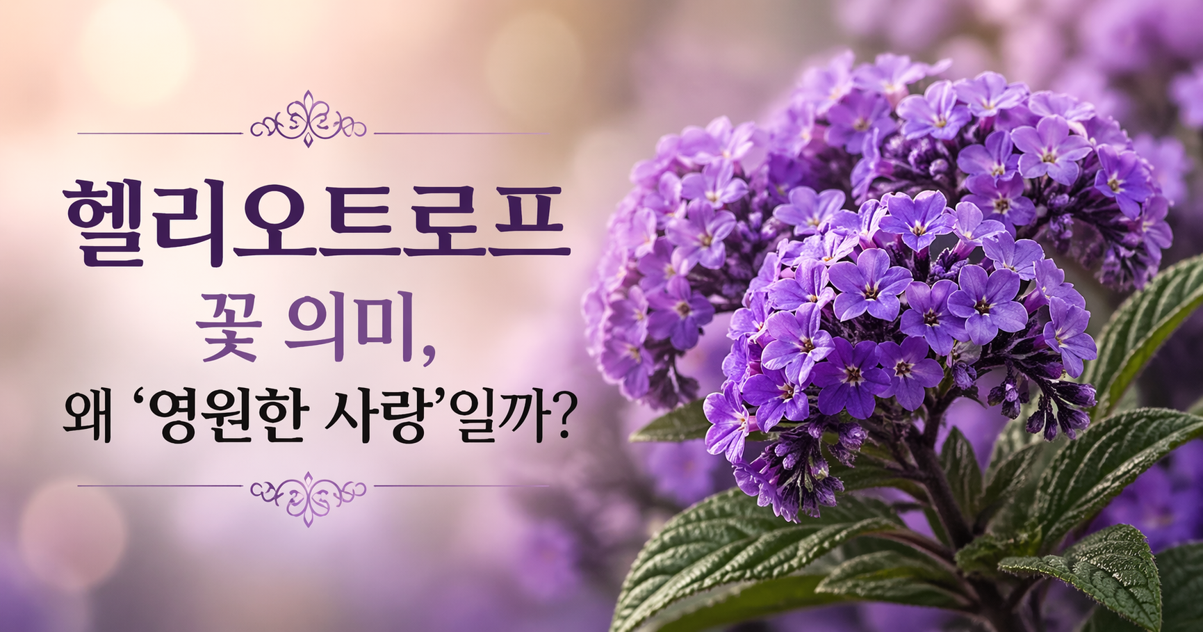 헬리오트로프 꽃말