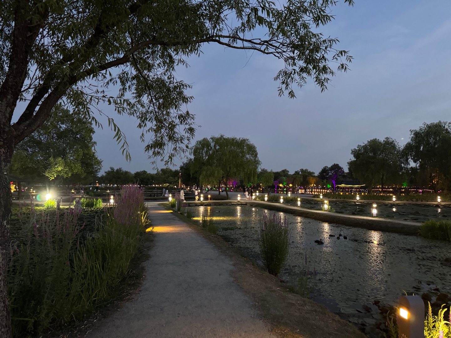 궁남지 연꽃 야경