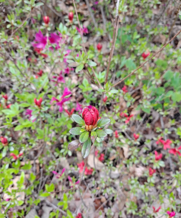 소금산 이름모를 작은꽃