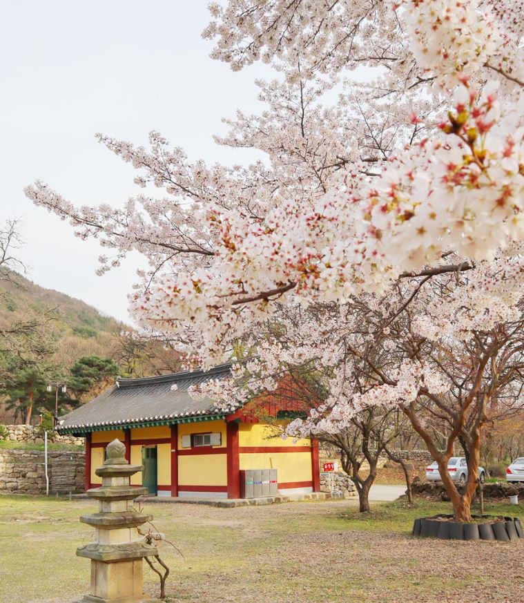 동학사 벚꽃축제 일정