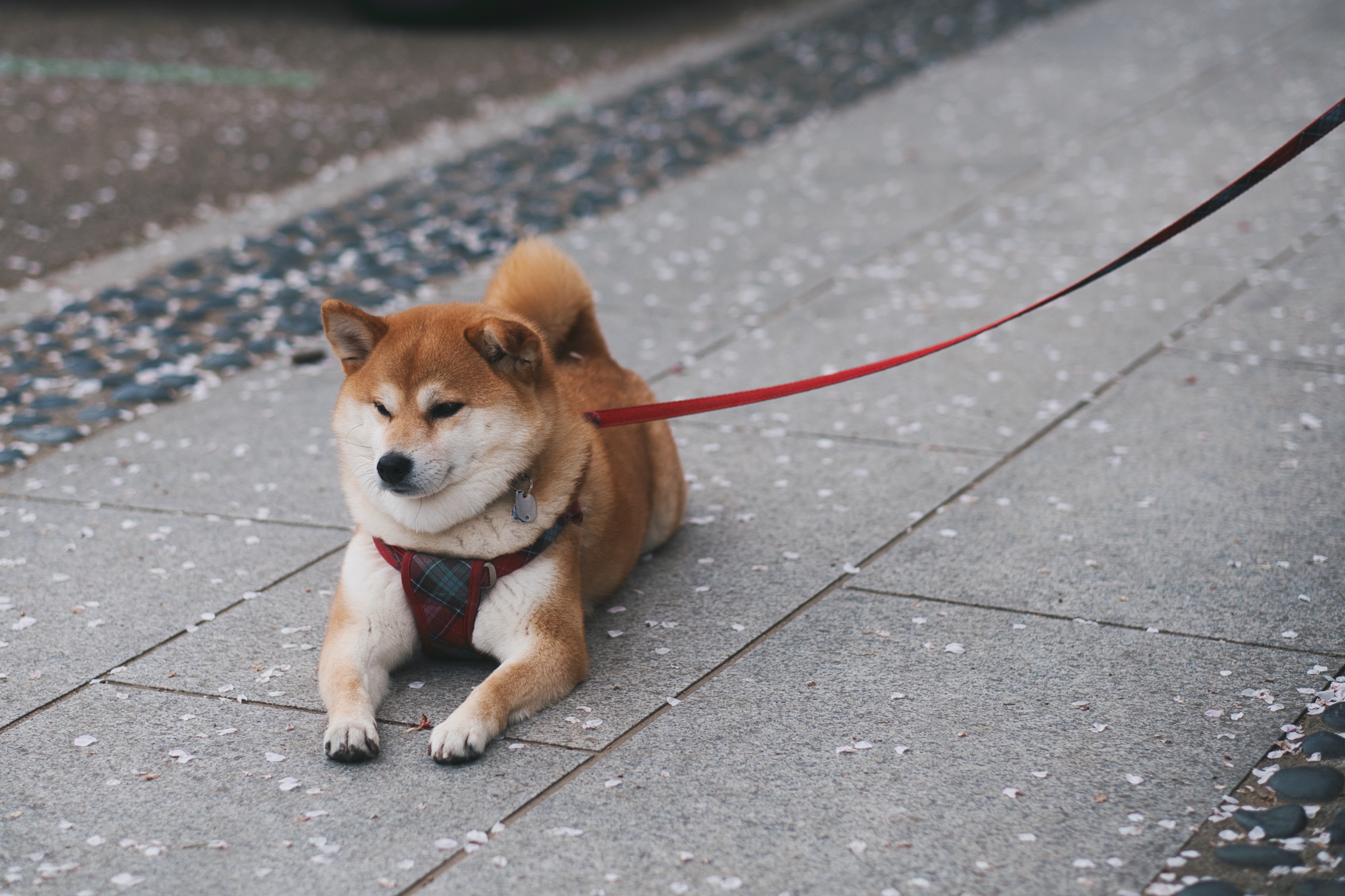 강아지