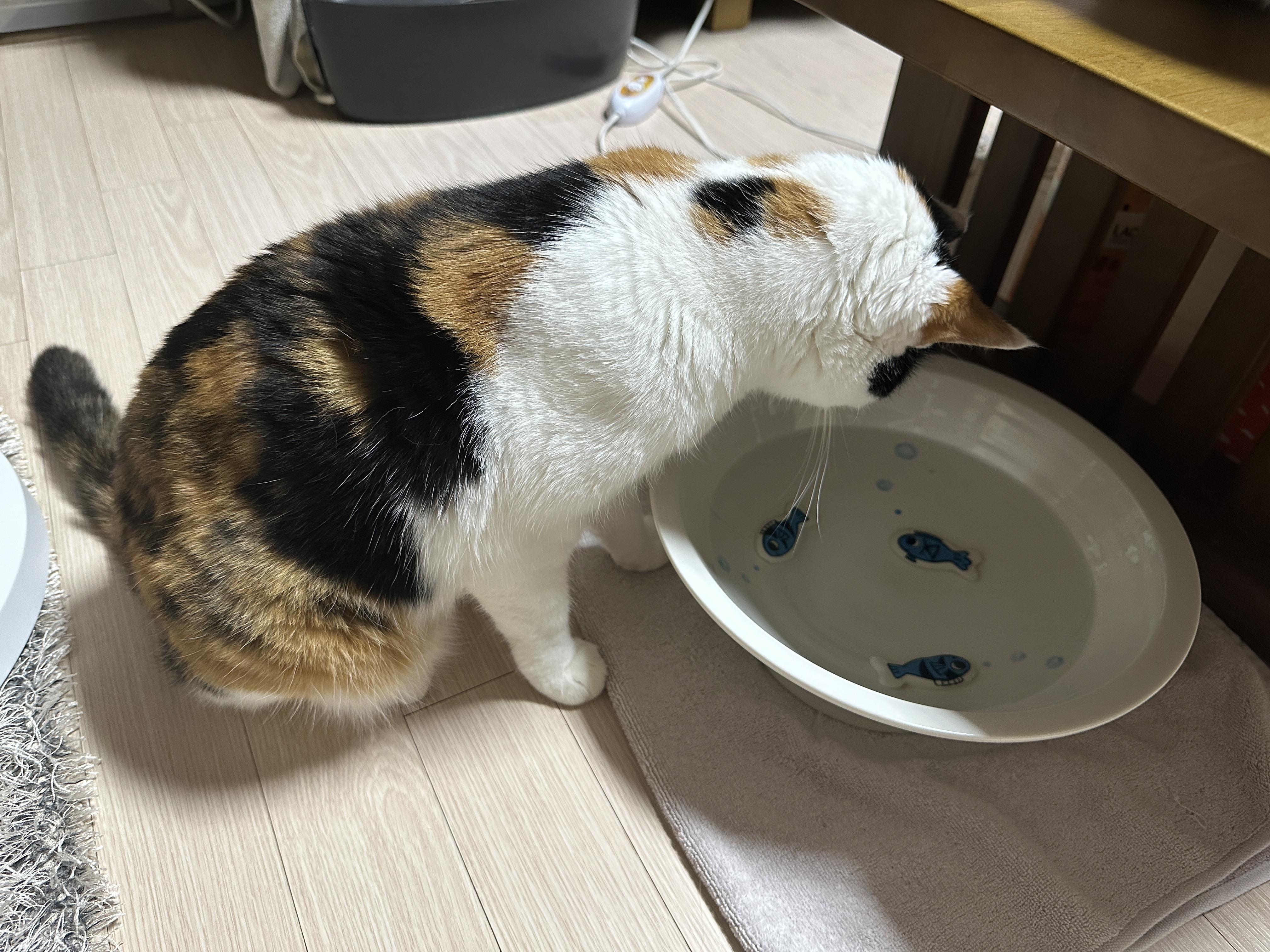 수반을_보고_있는_삼색이_고양이_요미