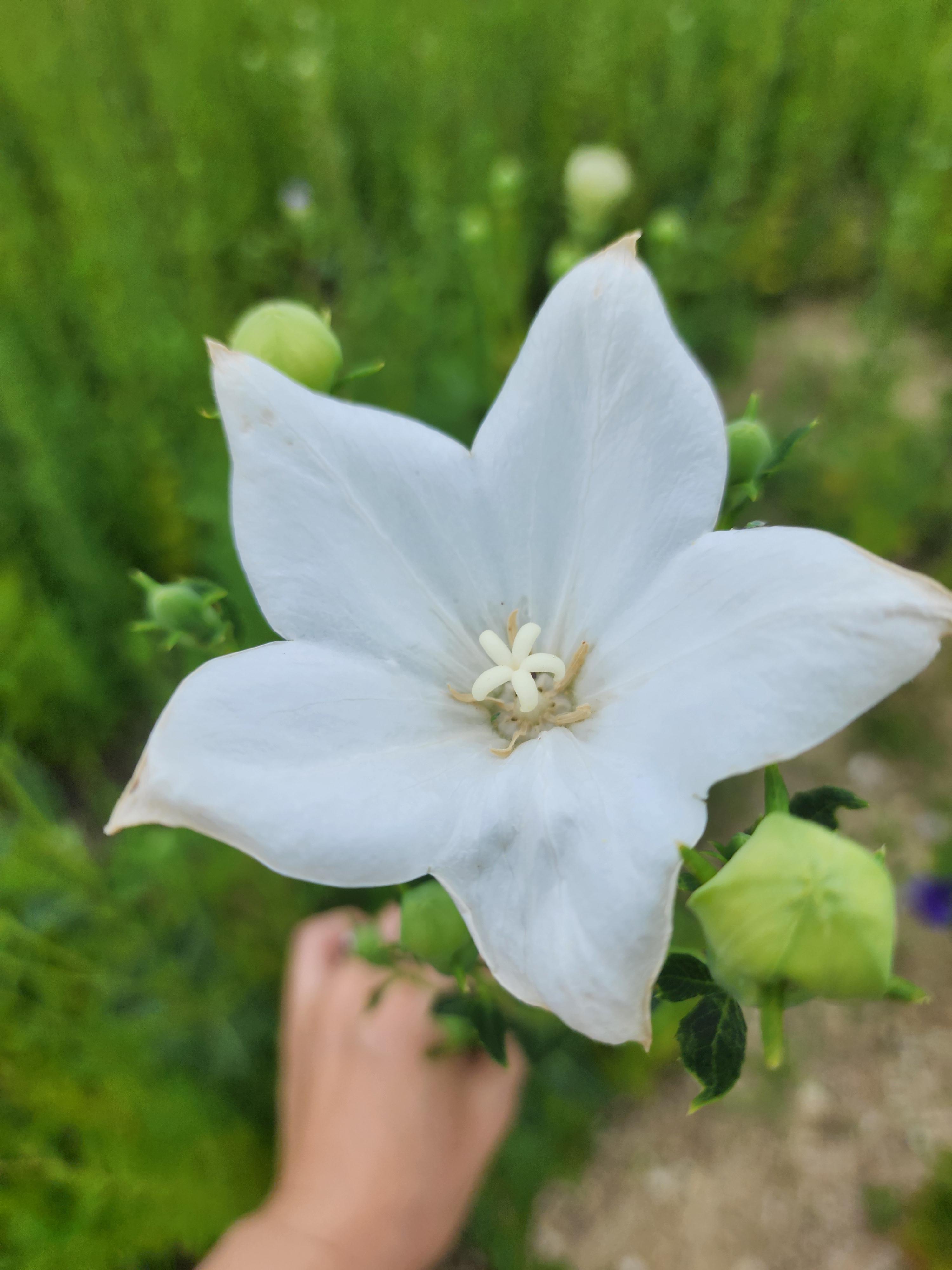 잊혀진 꽃, 도라지 - 뿌리에 숨은 진심의 이야기
