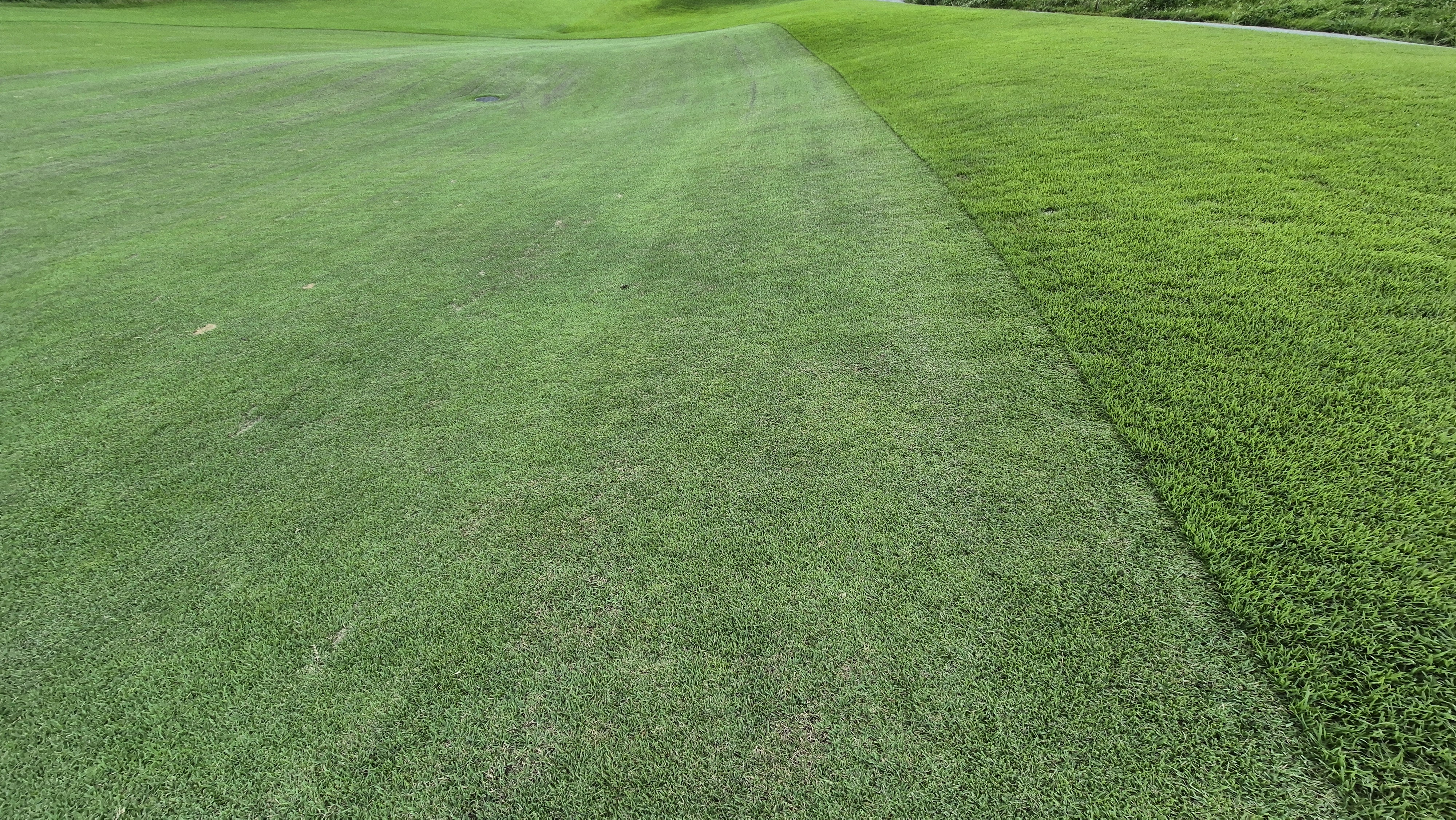 참밸리cc 라운드 후기