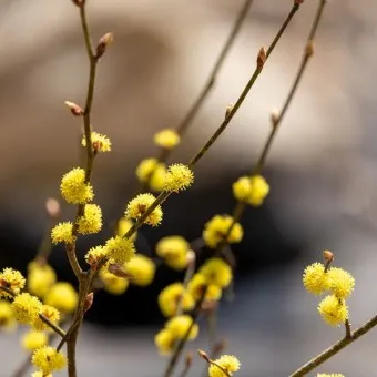 생강나무 꽃 개화시기 모양 특징_20