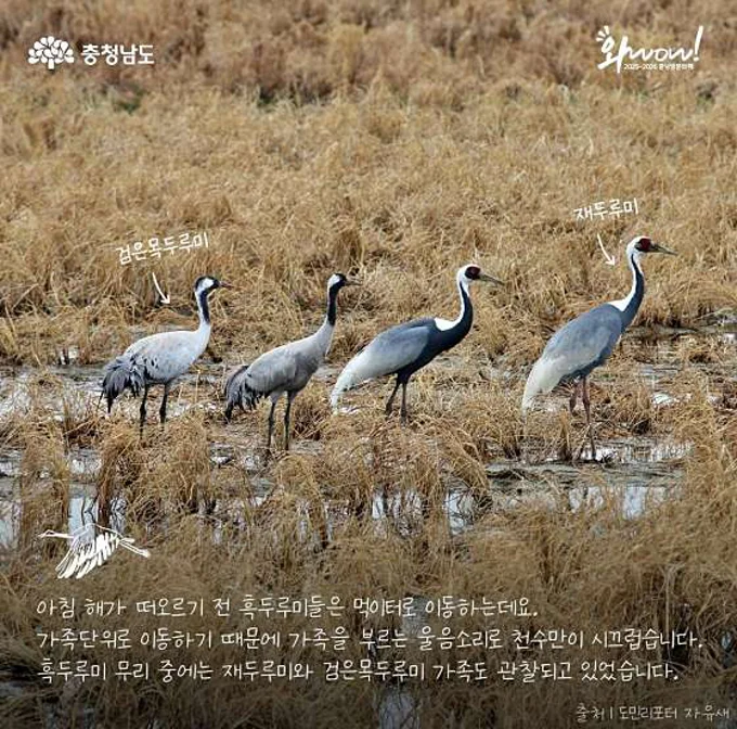 천수만철새도래지