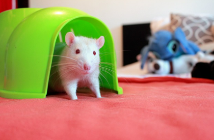 쥐꿈 상황별 해몽