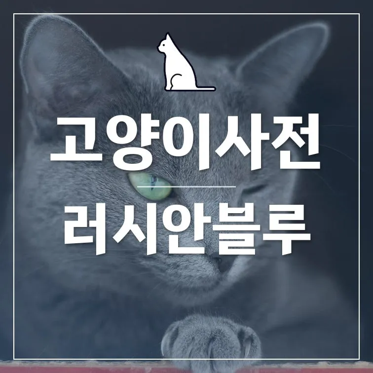 고양이 합사 방법 실패 스트레스 서열_4