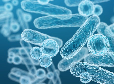 구강 유산균 효과 입냄새 치주질환 억제 유산균 성분 레프제로
